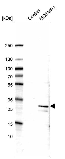 Western Blot: MCEMP1 Antibody [NBP1-81253]